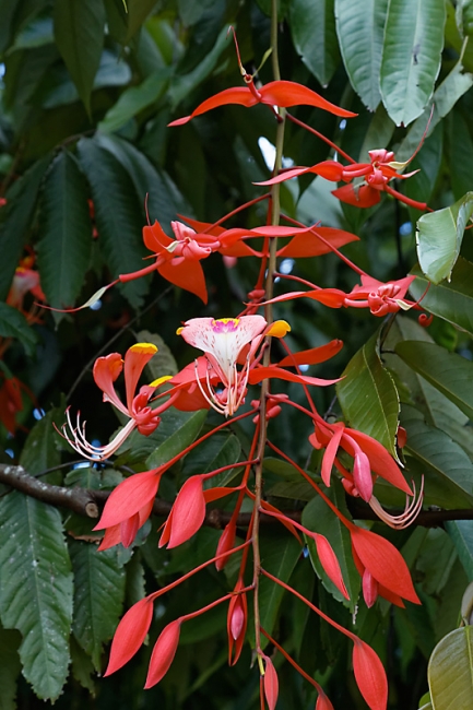 Kandy-Botanical garden-041